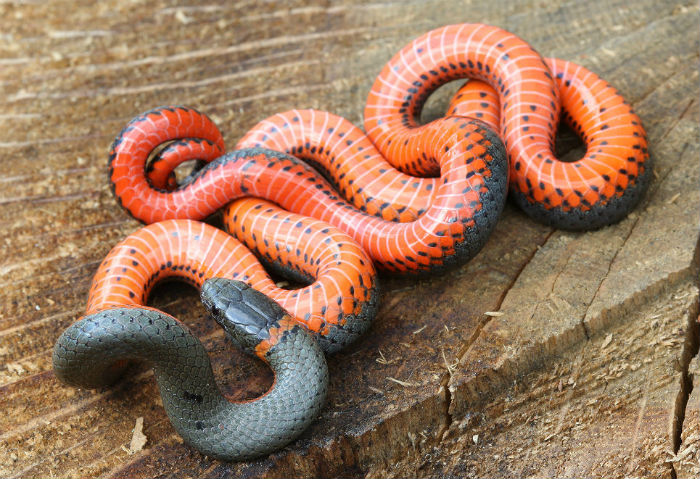 Pacific Ringneck Snake